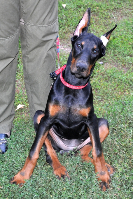 Dobermann MTB